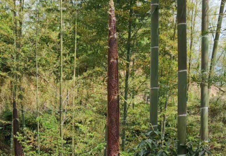 Z6��������ʱ���й����š��ٷ���վ