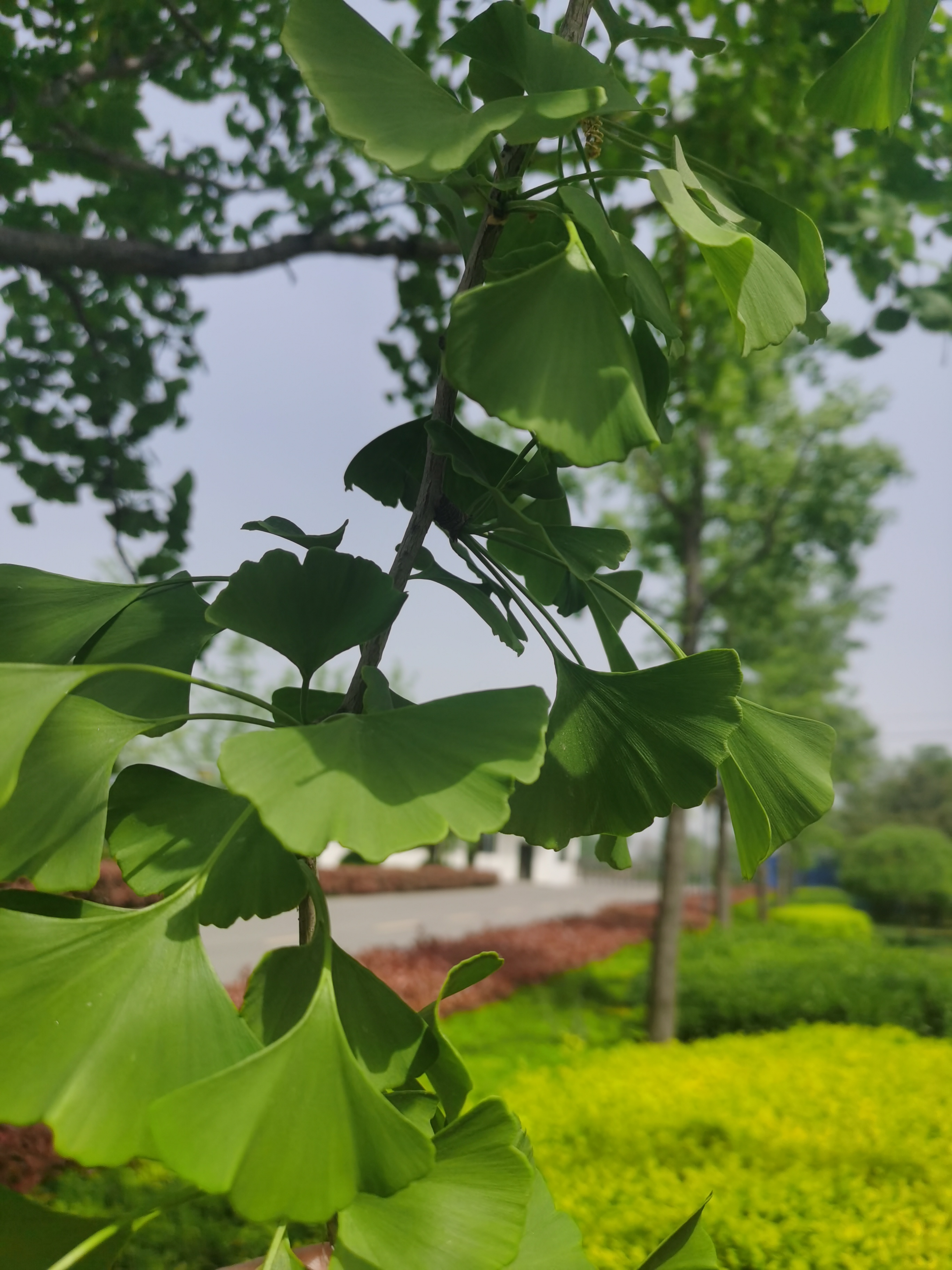 Z6��������ʱ���й����š��ٷ���վ