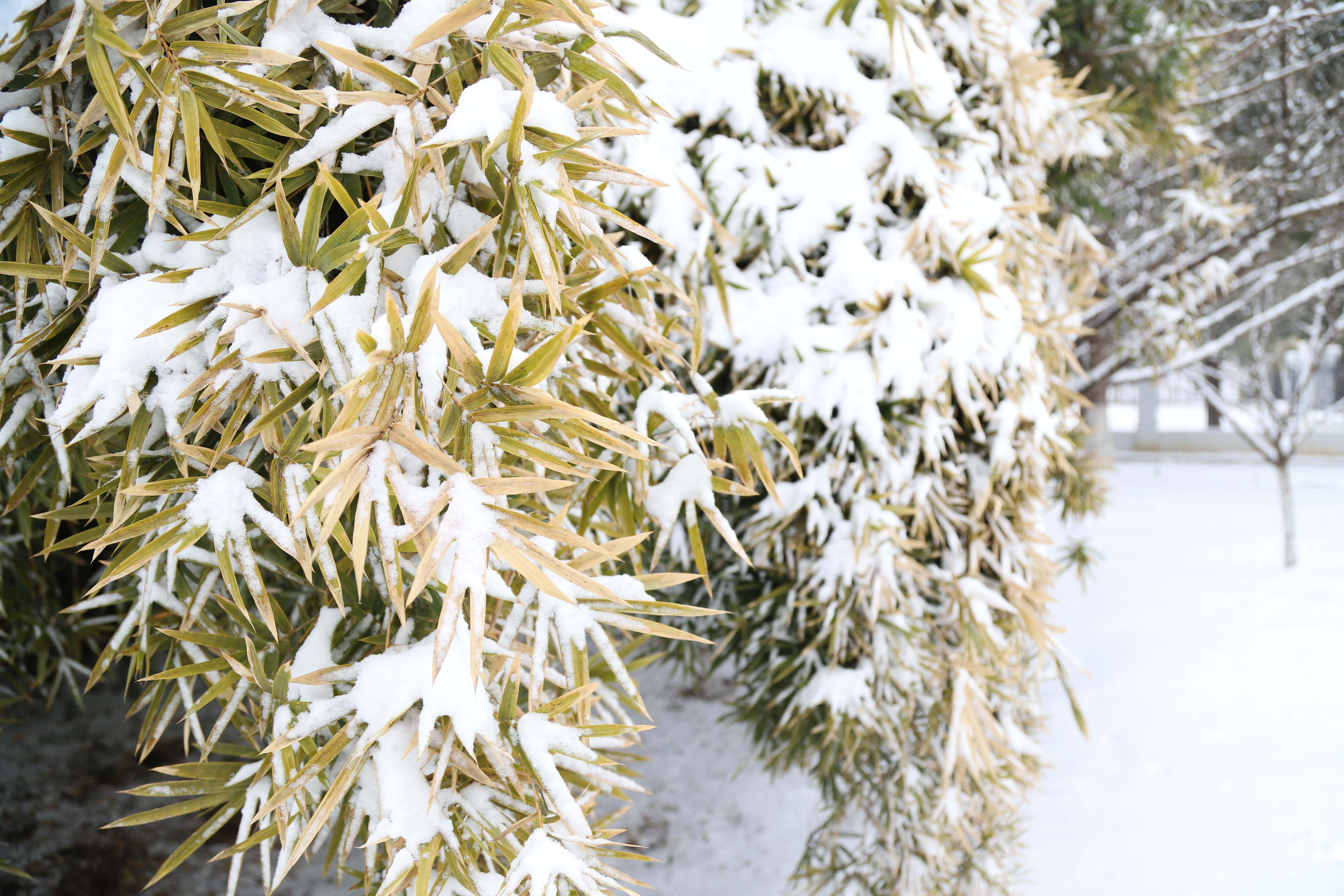 Z6��������ʱ���й����š��ٷ���վ