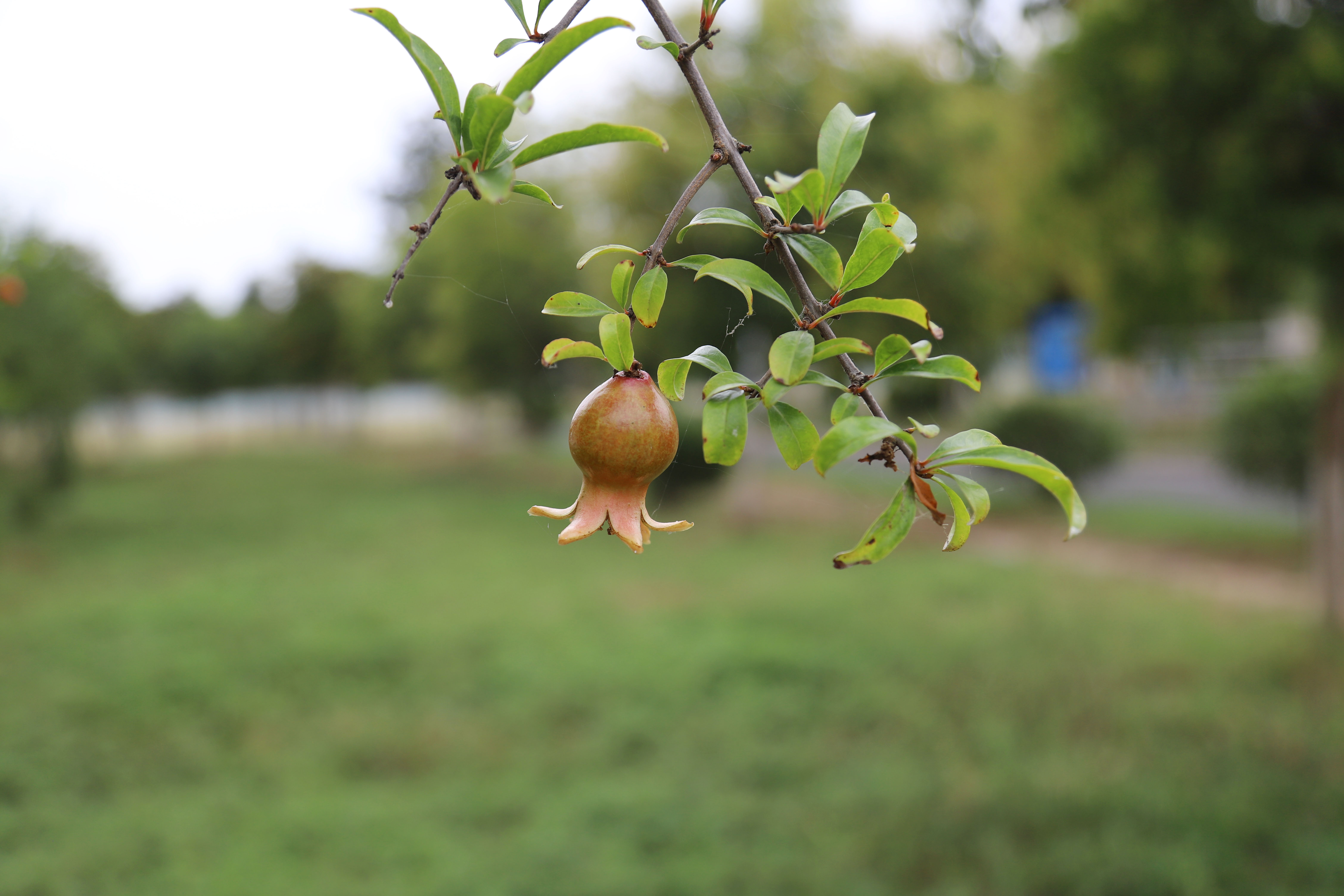 Z6��������ʱ���й����š��ٷ���վ