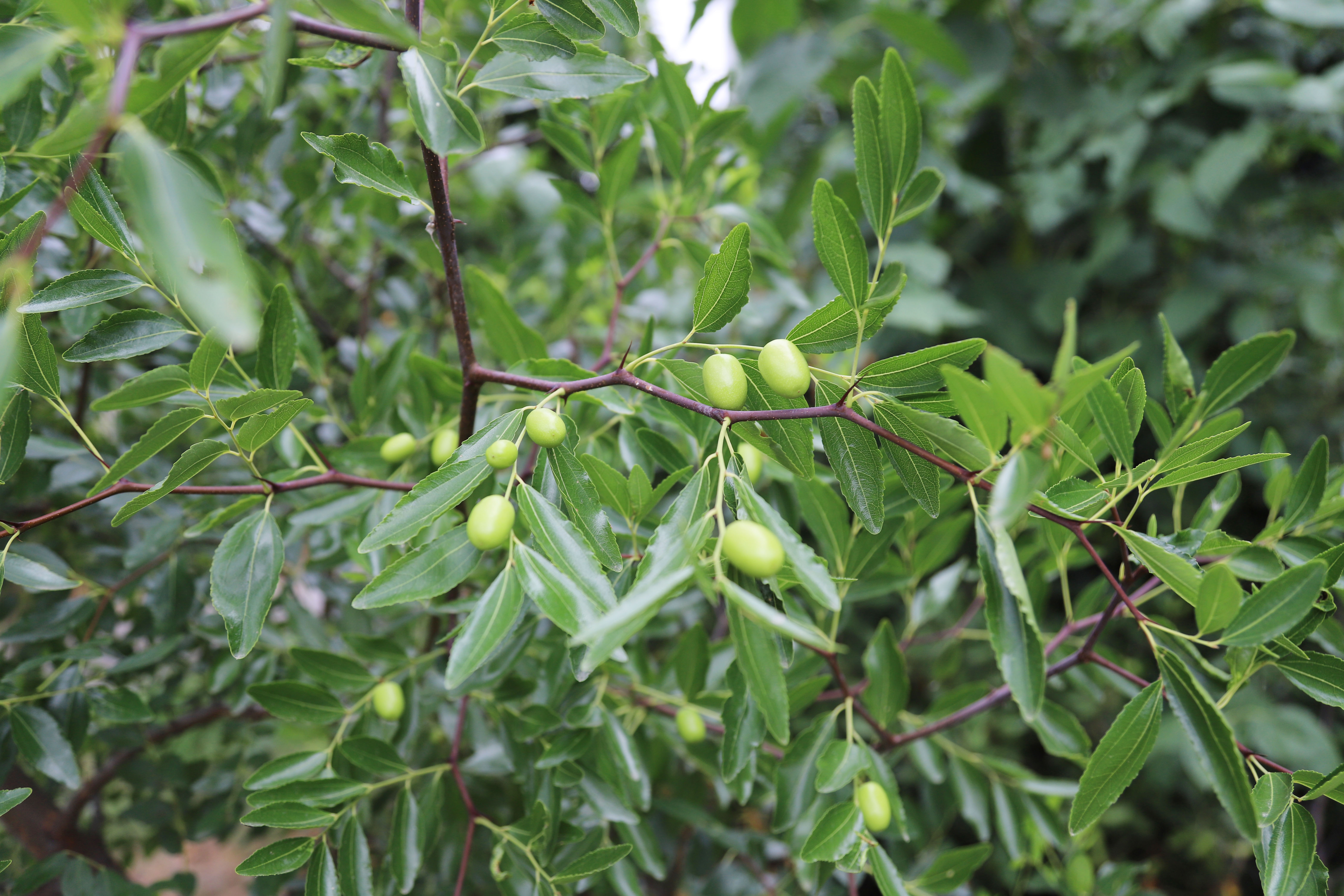 Z6��������ʱ���й����š��ٷ���վ